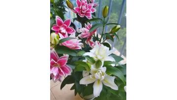 Mars love spray lily