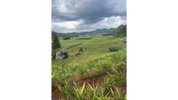 wild ginger plants for sale