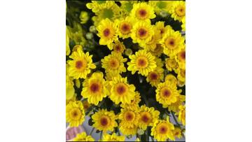 sunny chrysanthemum