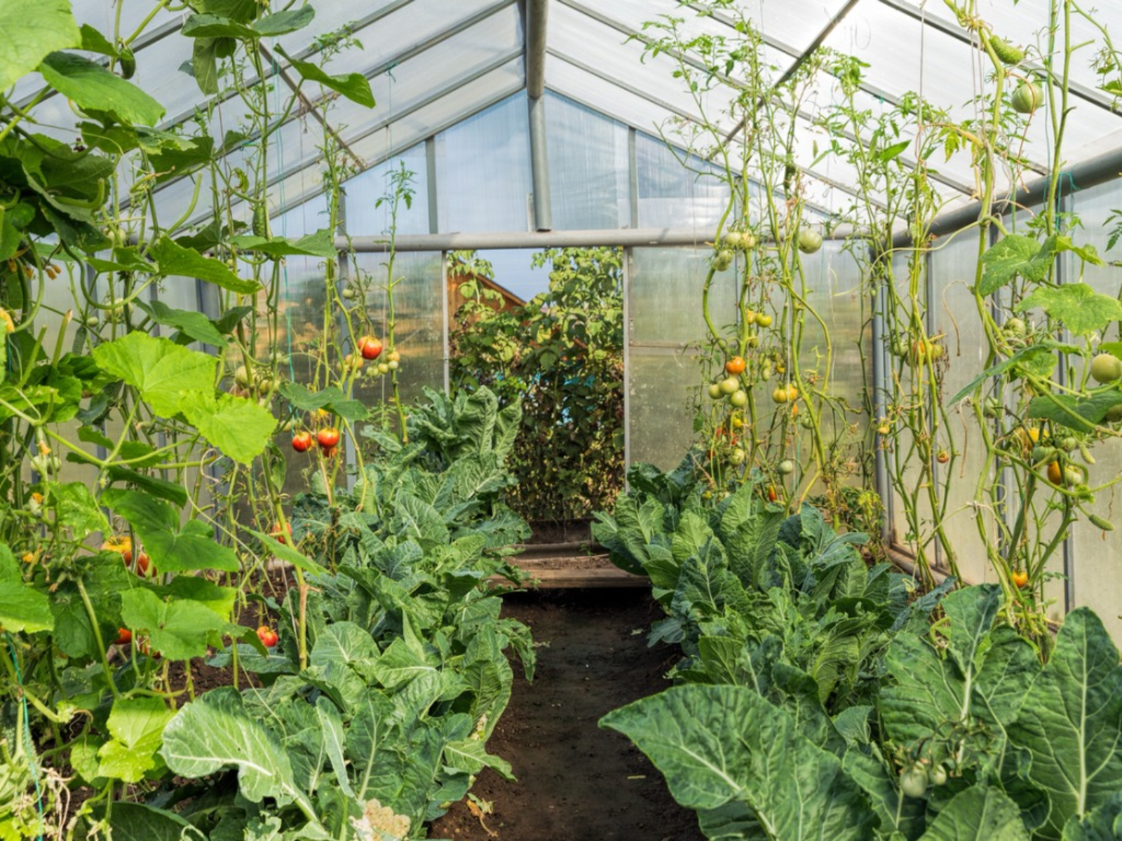 Mini Walk In Greenhouse
