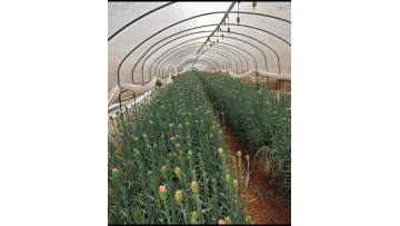 Single－headed carnation powder zuan