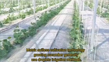 Large Commercial Winter Multi-Span Green Houses Agriculture Greenhouse for Cucumber Hydroponics1