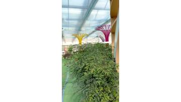 venlo glass greenhouse