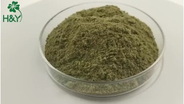 Andrographis paniculata powder