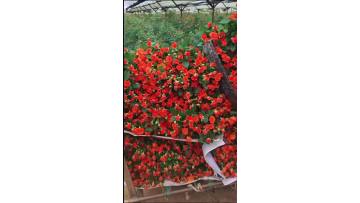 Orange Barbie Rose Harvest