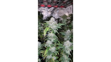 AGLEX 1000W LED Grow Lights
