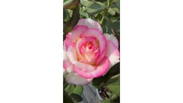 Nishang Rose