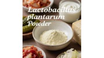 Lactobacillus Plantarum Powder
