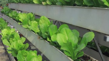Aquaponics Smart Farm Hydroponic System Vegetable Production Agricultural Multi-Span Greenhouse1