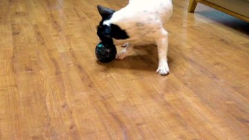 aerolite of pet toys with chew function
