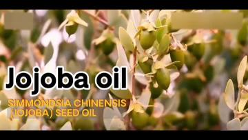 JOJOBA OIL 123456778