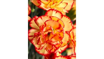 Spray carnation samba