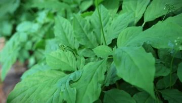 Korean Red Ginseng Side Effects