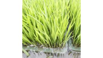 Organic rice growing