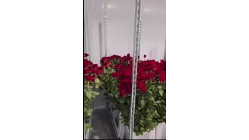 Freshly harvested Naomi Roses