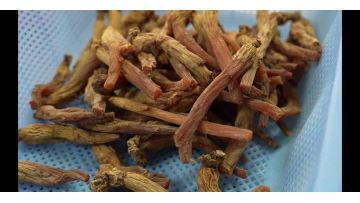 Korean Red Ginseng Extract Benefits