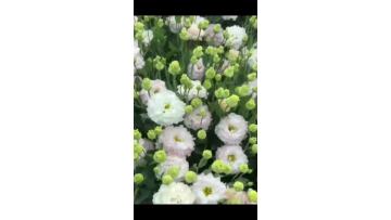 Premium Wholesale Fresh Ice cream pink Lisianthus  Direct from Farm 70cm