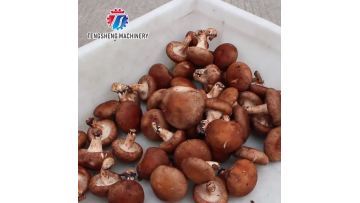 TS-Q80 Large automatic commercial mushroom microtome