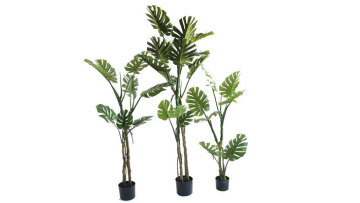 big leaves making