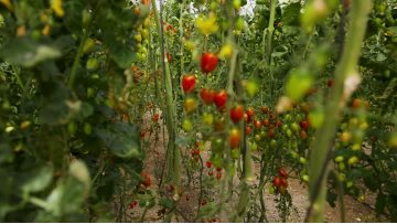 HPP fruit and vegetable juice