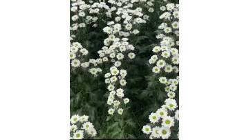 Katie white chrysanthemum