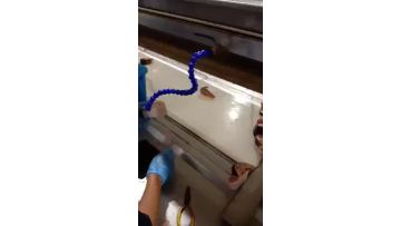 fish production line