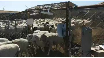 UHF RFID Tags for Dairy Farms Management1
