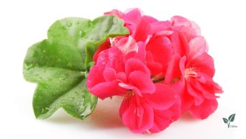  Pelargonidin Extract