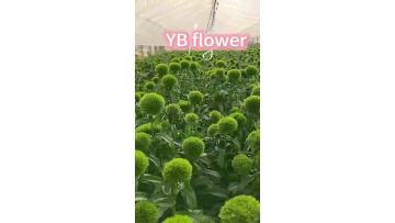 Fresh Cut Flower Dianthus Green Trick Green Ball for Bouquet Arrangement