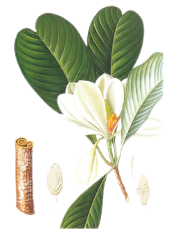 Magnolia Biondii Bark Extract