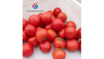 TS-GZ20 heavy duty commercial juicer machine
