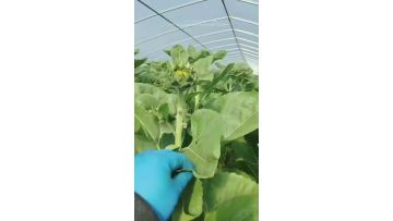 Premium Fresh Cut Lemon Queen Sunflower Bouquets for Decoration