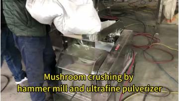 video of mushroom Hammer mill and Acm mill long
