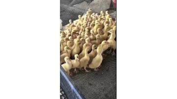 poultry farm for gooses