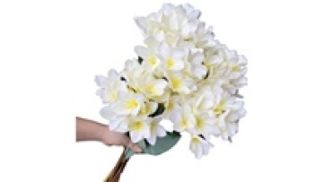 Silk Frangipani 31