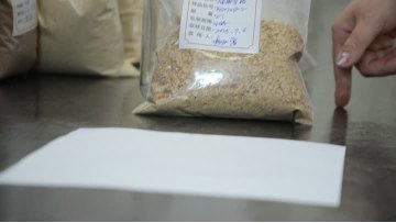 Corn Germ Meal