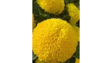 Standard chrysanthmum Ping-Pong yelow