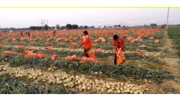 onion harvest