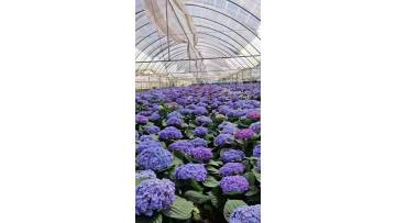High quality purple single Hydrangea export from farm