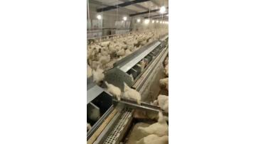 Automatic egg collection box