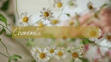 chamomile extract oil24455
