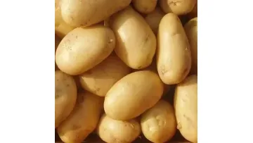 Fresh Potato High Quality Potato Wholesale Price Potato for Export1
