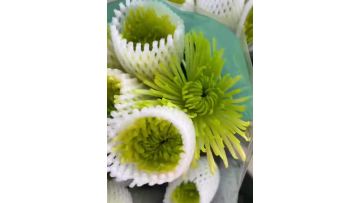 Green Firework chrysanthemum