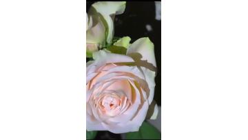 Pisces Rose farm