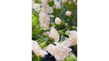 White Jasmine single headed carnation