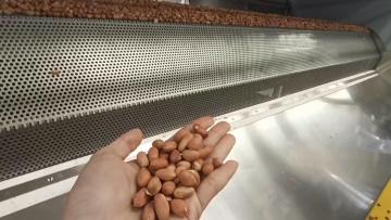 Continuous peanut roaster