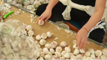 High-quality organic black garlic white garlic