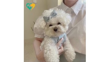 dog dress