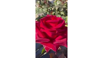 Legend Rose farm