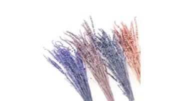 Customized Stabilized Lavender Dried Flower - Top Wedding Souvenir Gift1